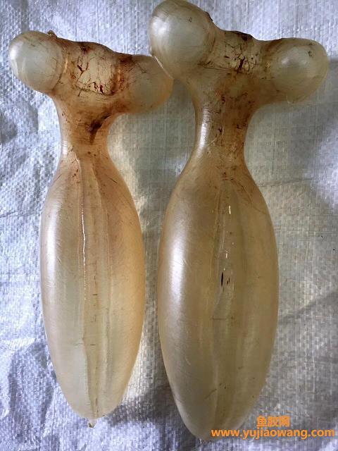 魚膠對女性子宮的功效